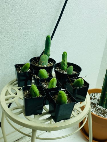 Customer photo review of Penis Cactus | Short Form | Trichocereus bridgesii monstrose