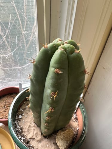 Customer photo review of Huanucoensis | Trichocereus huanucoensis