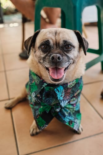 Customer photo review of Custom Pet Portrait - Two Pet Portrait