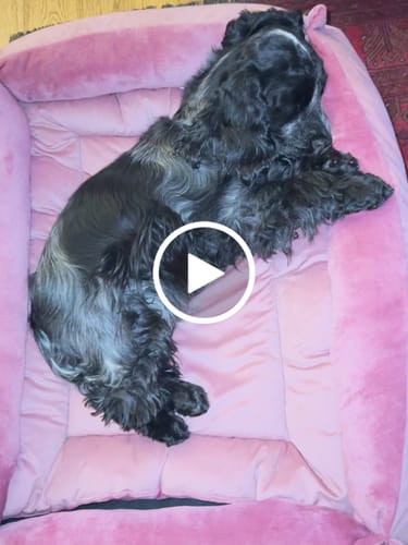 Customer video review of Dusky Pink Cuddle Soft & English Rose Velvet Luxury Nest