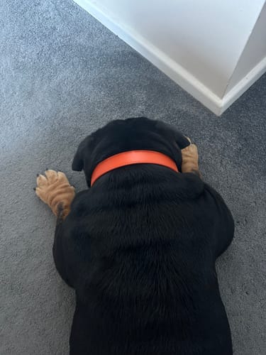 Customer photo review of Vegan Leather Dog Collar - Coral