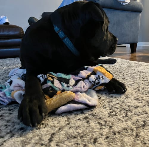 Customer photo review of MEGA YAKS / Best for big dogs