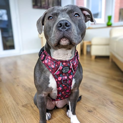 Jennifer review of Tough Trails™ Harness - Mable's Meadow image 1 out of 3