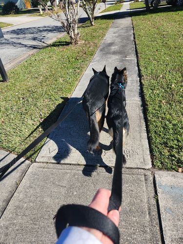 Customer photo review of Omega 3-6-9 Select Soft Chews with Krill for Dogs - 60 & 120 Count