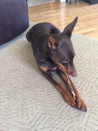 Customer photo review of Braided Bully Stick 12" Standard