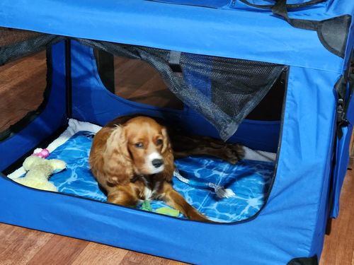 Customer photo review of PaWz Pet Travel Carrier Kennel Folding Soft Sided Dog Crate
