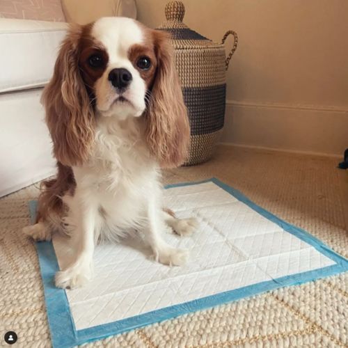 Customer photo review of Thickened Puppy Training Pads