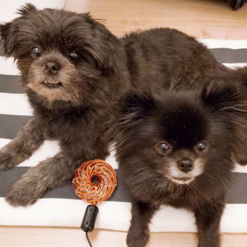 Customer photo review of Qi Coil™ Max Parasite Detox Transformation System with Resonant Console 2