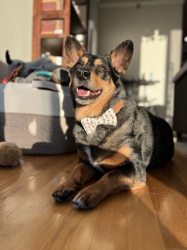Customer photo review of Poop Emoji Bow Tie for Dog and Cat Collar