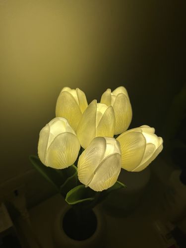 Customer photo review of Tulip LED Lamp