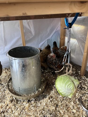 Customer photo review of GrubTerra Dried Larvae