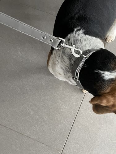Customer photo review of Vegan Leather Dog Lead - Pebble Grey