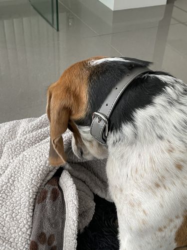 Customer photo review of Hot-dawgs Collar