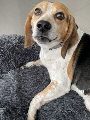Customer photo review of Vegan Leather Dog Collar - Pebble Grey
