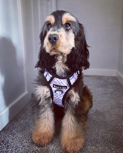 Customer photo review of Trail & Glow® Dog Harness - Lilac Haze