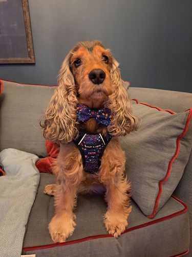 Customer photo review of Trail & Glow® Harness Bundle Set - Enchanted