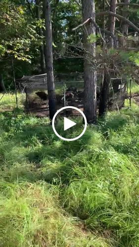 Customer video review of Pig Brig Trap System