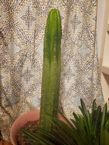 Customer photo review of San Pedro Cactus | Medium | Echinopsis pachanoi