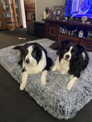 Customer photo review of PaWz Memory Foam Multimat