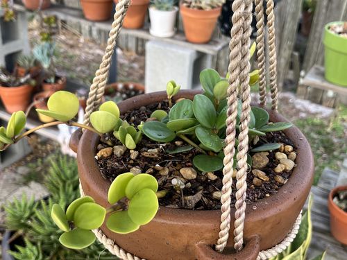 Customer photo review of Hope Peperomia | Peperomia Hope