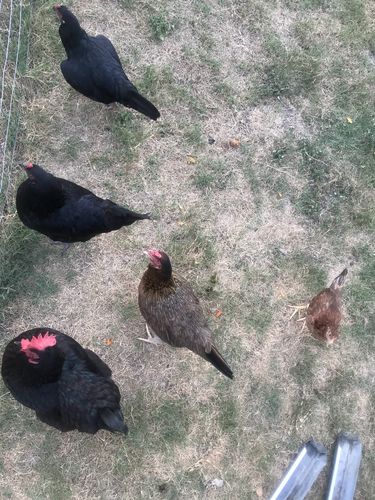 Customer photo review of GrubTerra Dried Black Soldier Fly Larvae