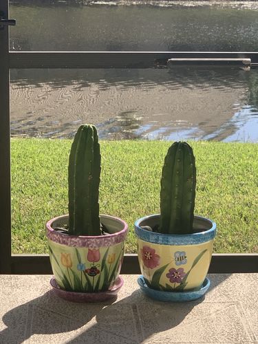 Customer photo review of San Pedro Cactus Cuttings | Trichocereus pachanoi Cuttings