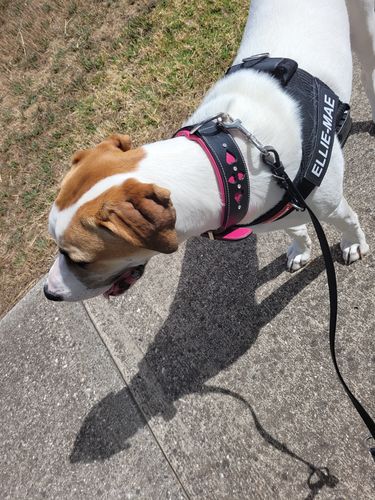 Customer photo review of Hand Made Leather Dog Collar - Queen of Hearts (Wide Fit)