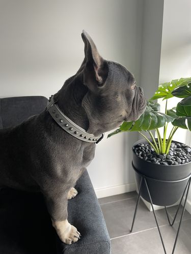 Customer photo review of Hand Made Leather Dog Collar - Ruthless Grey & Black (Wide Fit)