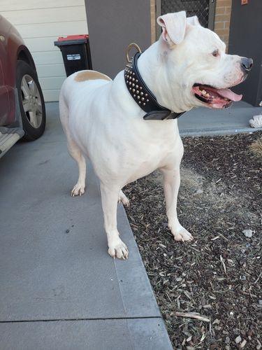 Customer photo review of Hand Made Leather Dog Collar - RuffNeck Black & Brass (Wide Fit)