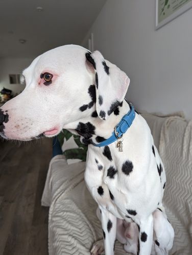 Customer photo review of Vegan Leather Dog Collar - Carolina Blue