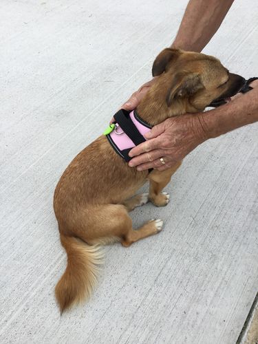 Customer photo review of No Pull Dog Harness Australia