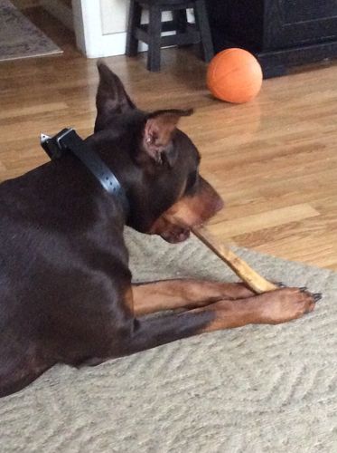 Customer photo review of Gullet Stick 12”