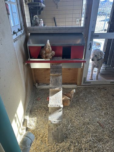 Customer photo review of Medium (34") Reversible Rollout Nest Box (Up to 32 Hens) - Premium Grade - Accepting backorders