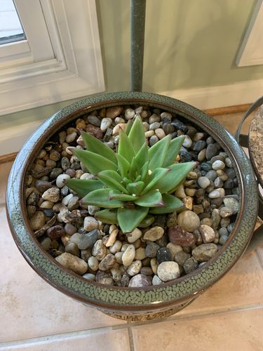 Customer photo review of Red Lipstick Plant | Echeveria Agavoides