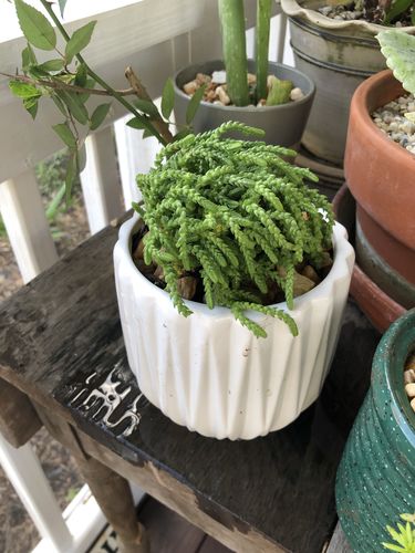 Customer photo review of Watch Chain | Crassula muscosa