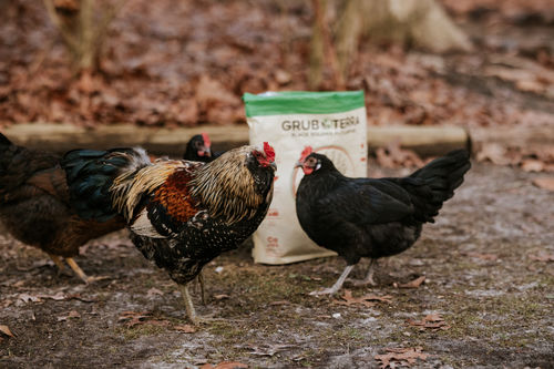 Customer photo review of GrubTerra Dried Black Soldier Fly Larvae