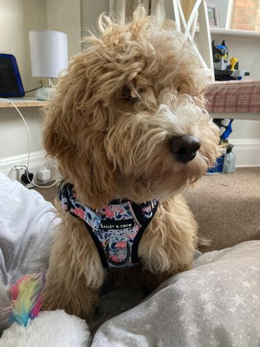 Customer photo review of Trail & Glow® Dog Harness - Spring Dreams
