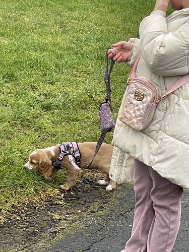 Customer photo review of Trail & Glow® Fabric Dog Lead 4ft to 5ft - Be Unique Unicorn