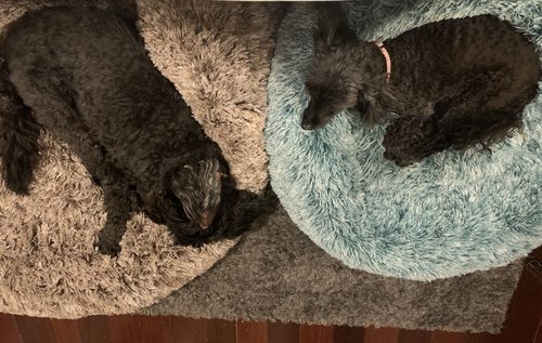 Customer photo review of PaWz Removable Cover Calming Pet Bed