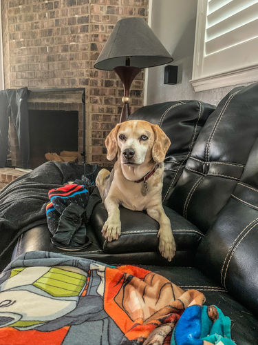 Customer photo review of Dry or Wet Cough Formula for Dogs, 400 Tablets, 30-Day Supply