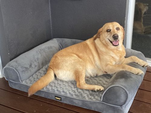 Customer photo review of PaWz Pet Sofa Bed