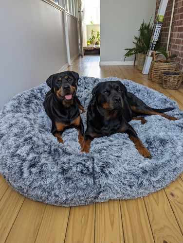 Customer photo review of The Human Size Nap Bed