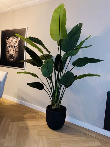 Customer photo review of Strelitzia Kunstplant 2 180cm