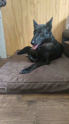 Customer photo review of Cama para perro modelo Therapy Café