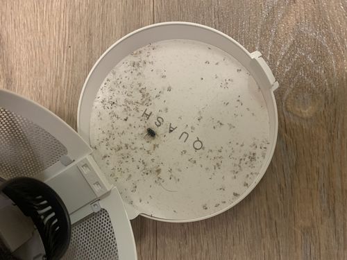 Customer photo review of Quash UV Indoor Insect and Mosquito Trap - White