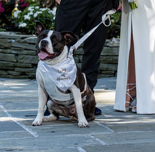 Customer photo review of Wedding dog harness set/ white dog harness vest
