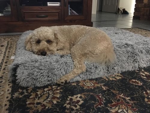 Customer photo review of PaWz Multimat