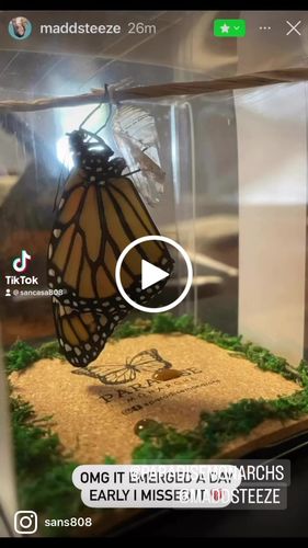 Customer video review of Classic Live Monarch Butterfly Chrysalis Box