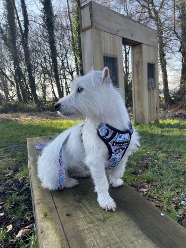 Customer photo review of Trail & Glow® Dog Harness - Spring Dreams