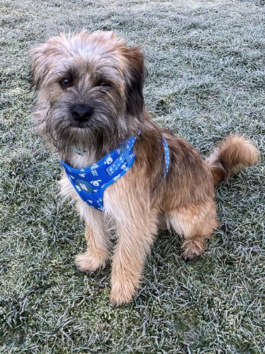 Customer photo review of OH H*CK Harness